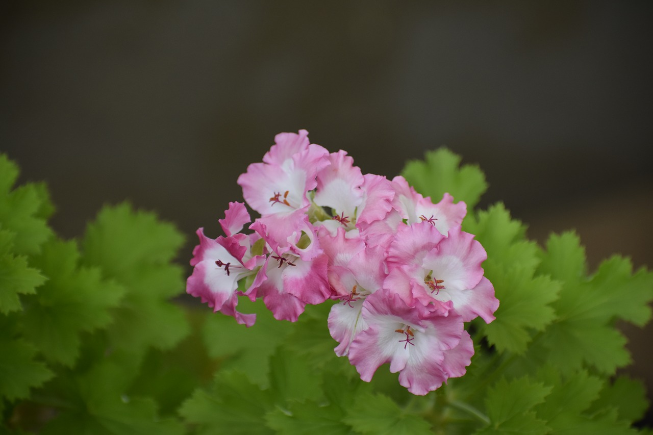 Gėlė,  Namai,  Žydi,  Pobūdį,  Sodas,  Gėlės,  Floros,  Vasara,  Vasaros,  Botanica