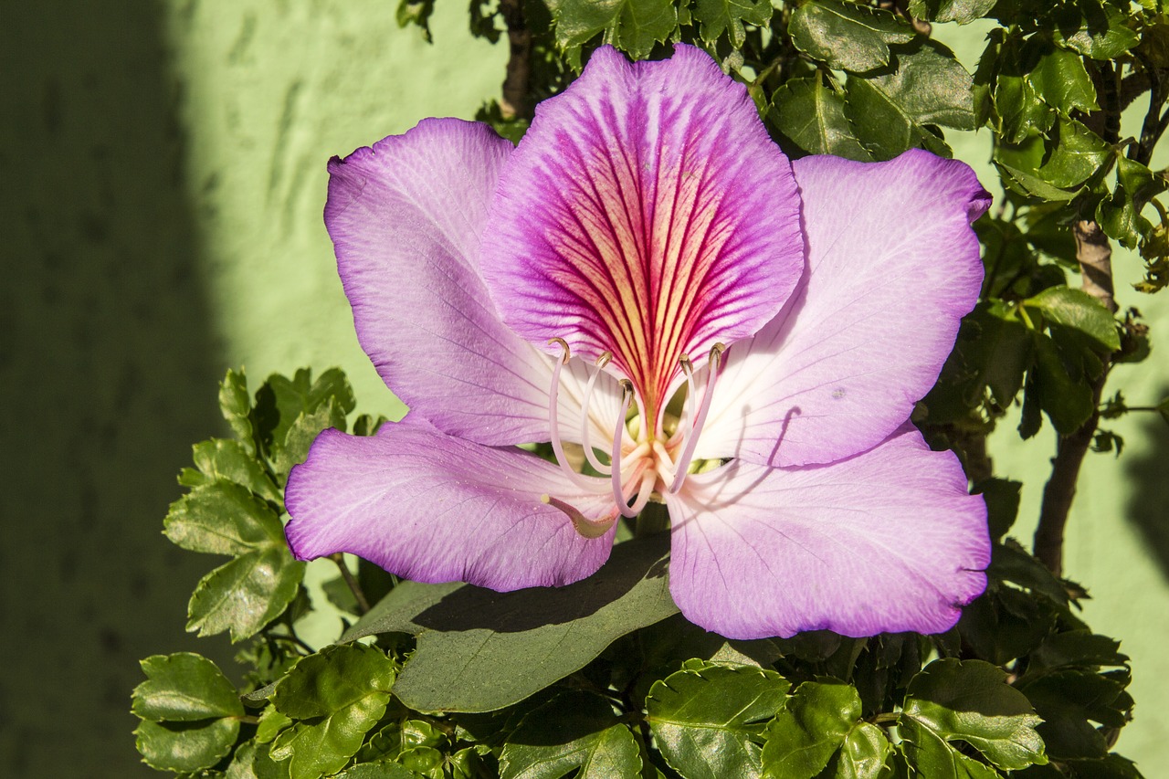 Gėlė,  Violetinė Gėlė,  Pobūdį,  Augalų,  Gėlės,  Pavasaris,  Floros,  Sodas,  Grožio,  Botanika