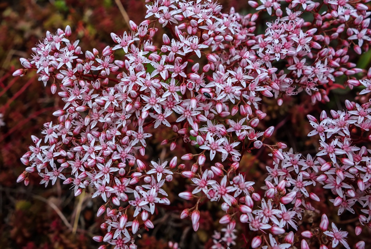 Gėlė,  Žiedas,  Žydi,  Stonecrop,  Pobūdį,  Augalų,  Žiedlapiai,  Sodas,  Floros,  Vasara