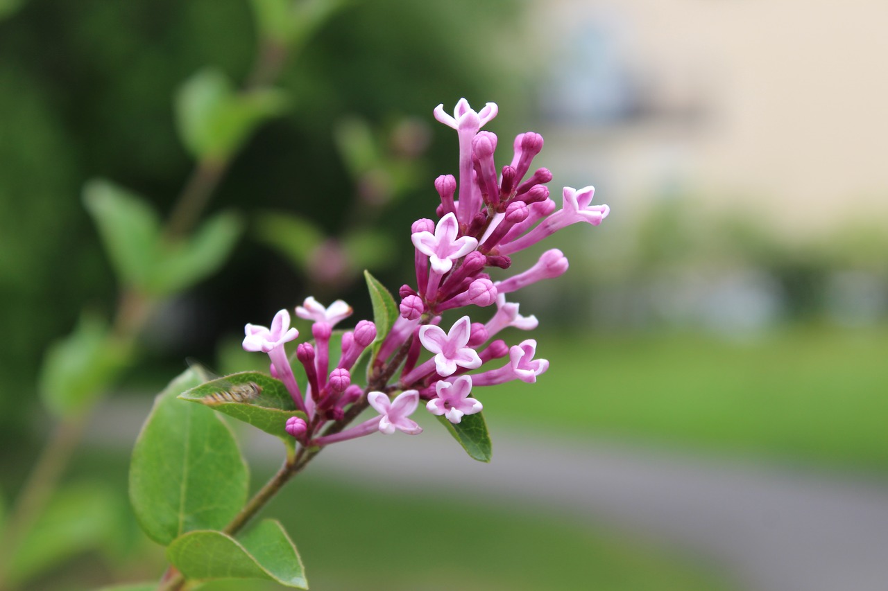 Gėlė,  Violetinė Gėlė,  Sodas,  Violetinė,  Vasara, Nemokamos Nuotraukos,  Nemokama Licenzija