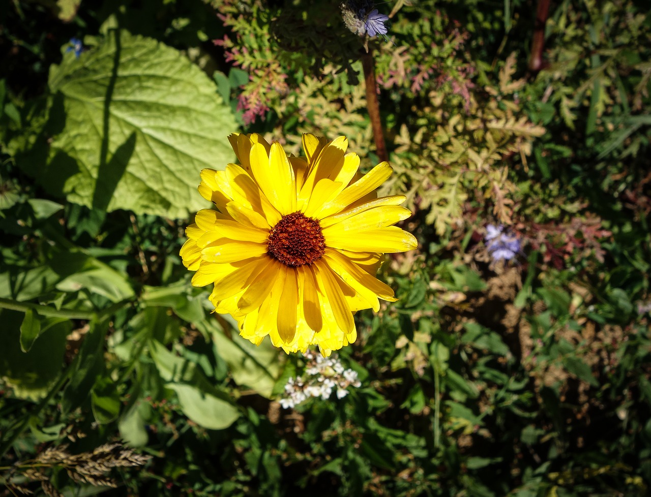 Gėlė,  Žydi,  Geltona,  Žalias,  Meadow,  Laukas,  Laukinių Gėlių,  Žiedas,  Žydi,  Augalų