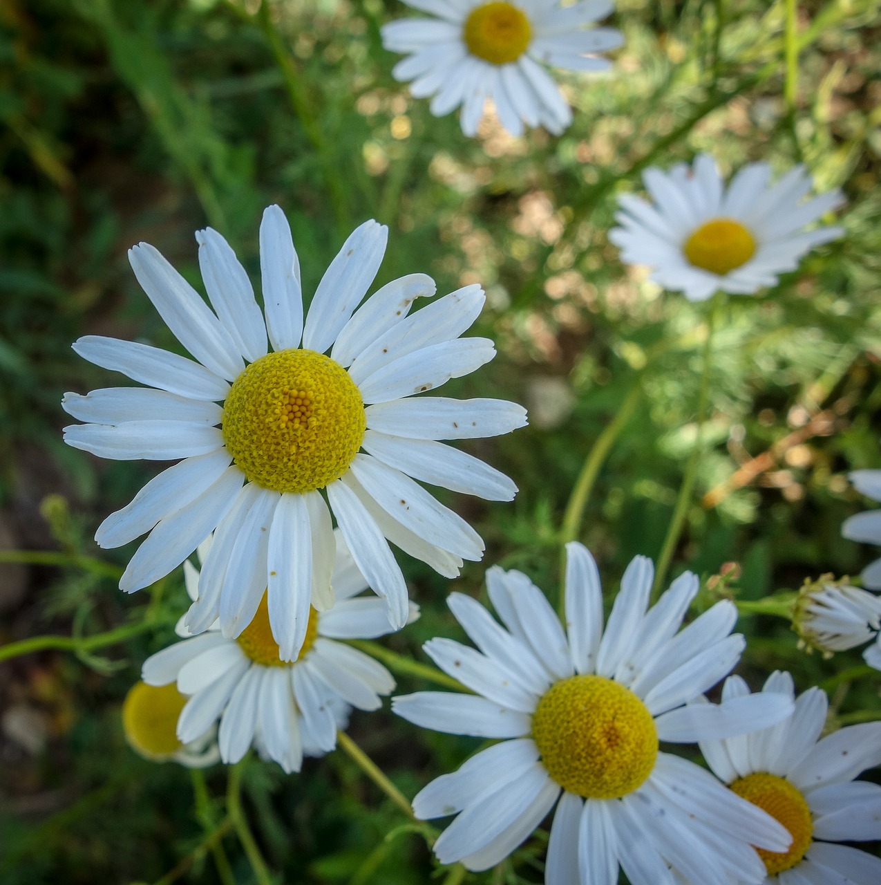 Gėlė,  Žydi,  Geltona,  Žalias,  Meadow,  Laukas,  Laukinių Gėlių,  Žiedas,  Žydi,  Augalų