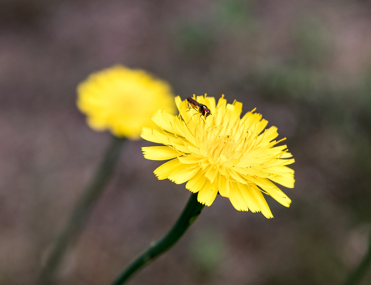 Gėlė,  Smailu Gėlių,  Gėlės,  Geltona,  Vasara,  Pobūdį,  Laukinių Gėlių,  Floros,  Augalas, Nemokamos Nuotraukos