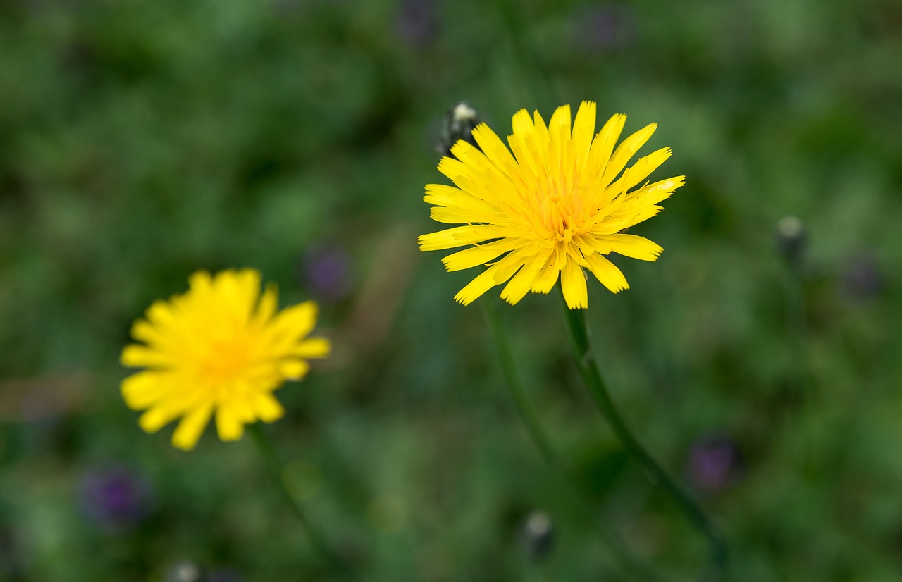 Gėlė,  Smailu Gėlių,  Gėlės,  Geltona,  Vasara,  Pobūdį,  Laukinių Gėlių,  Floros,  Augalas, Nemokamos Nuotraukos