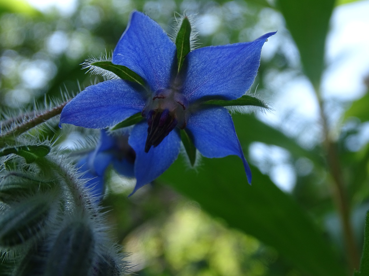 Gėlė,  Pobūdį,  Boraginaceae, Nemokamos Nuotraukos,  Nemokama Licenzija