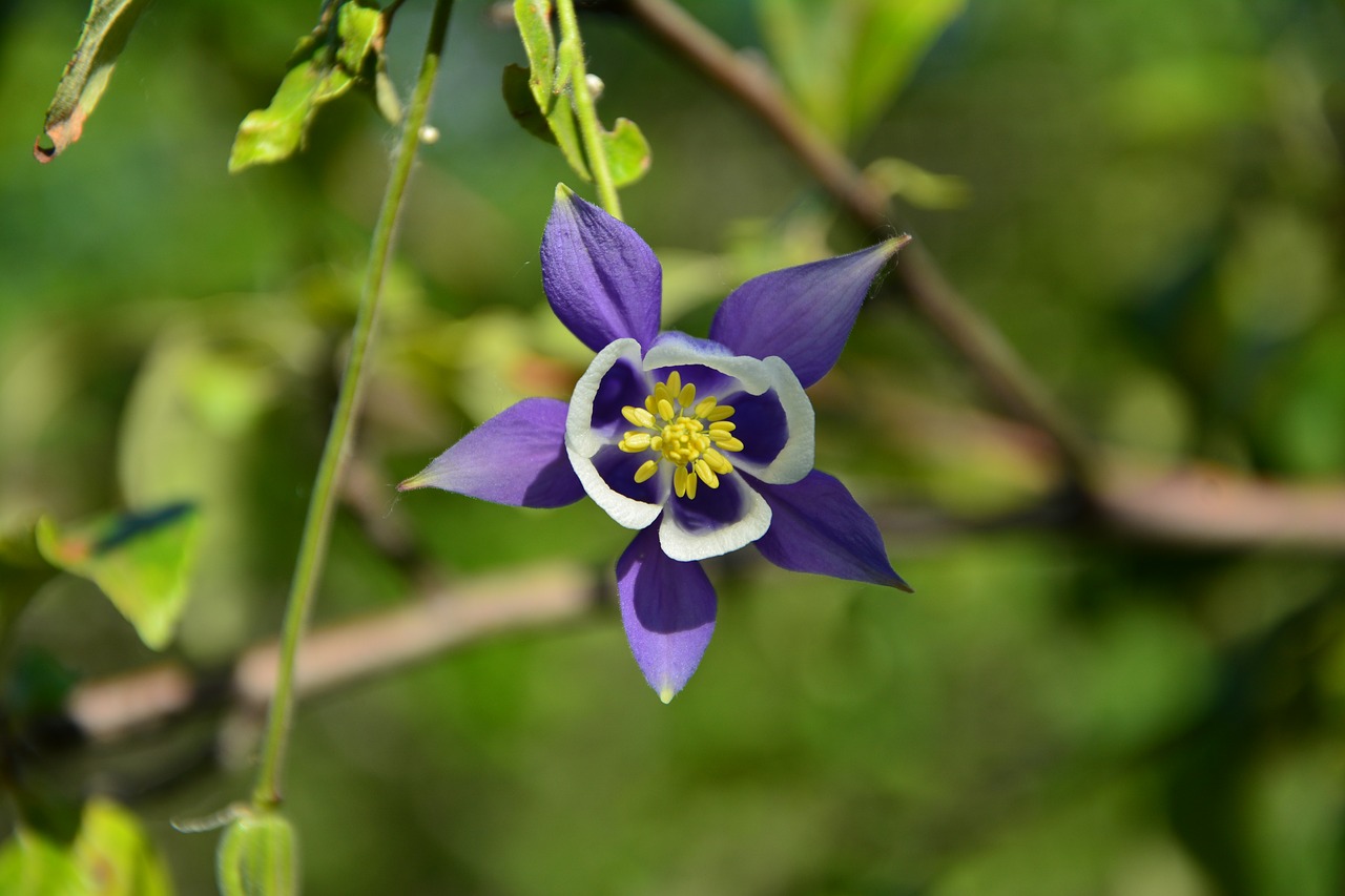 Gėlė,  Haseki Auskarai,  Violetinė Žvaigždė,  Violetinė,  Augalų,  Žydi,  Žvaigždės,  Geltona,  Spalva,  Makro