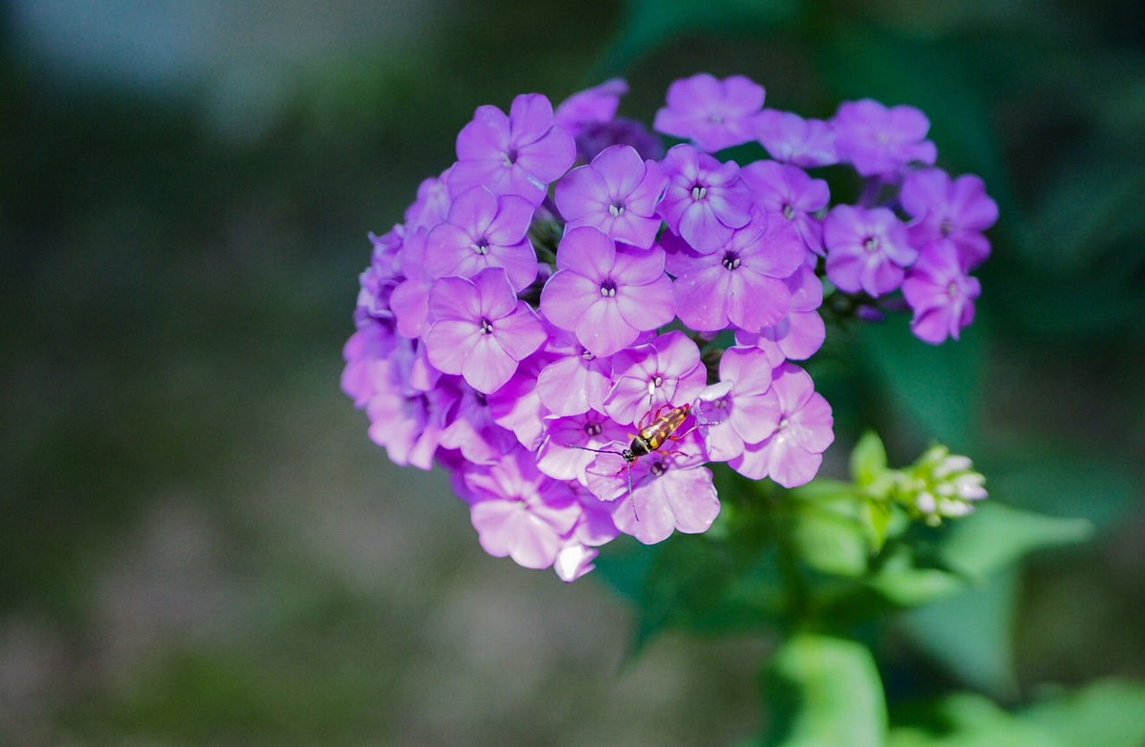 Gėlė,  Pobūdį,  Vasara,  Violetinė,  Floros,  Lapai, Nemokamos Nuotraukos,  Nemokama Licenzija