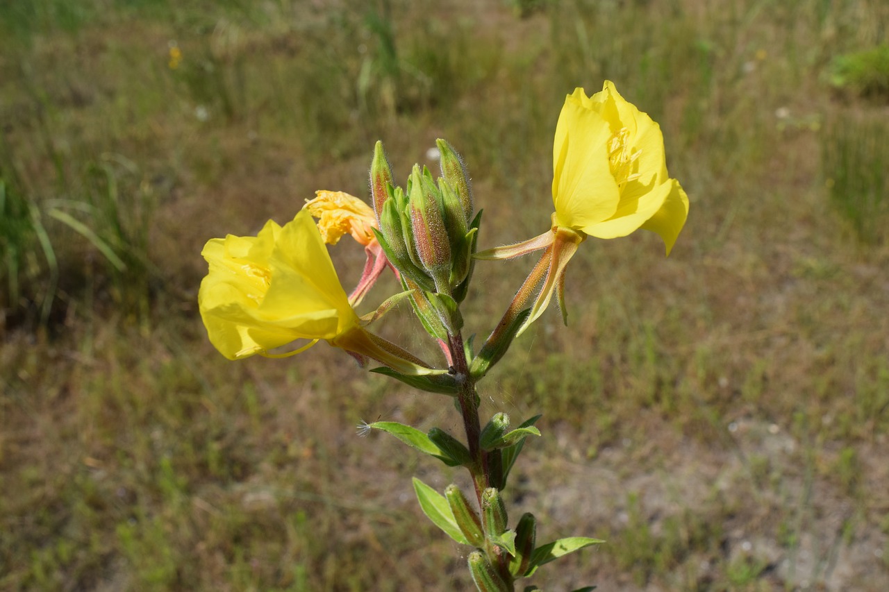 Gėlė,  Pobūdį,  Geltona Gėlė,  Meadow,  Iš Grožio,  Lapai,  Vasara, Nemokamos Nuotraukos,  Nemokama Licenzija