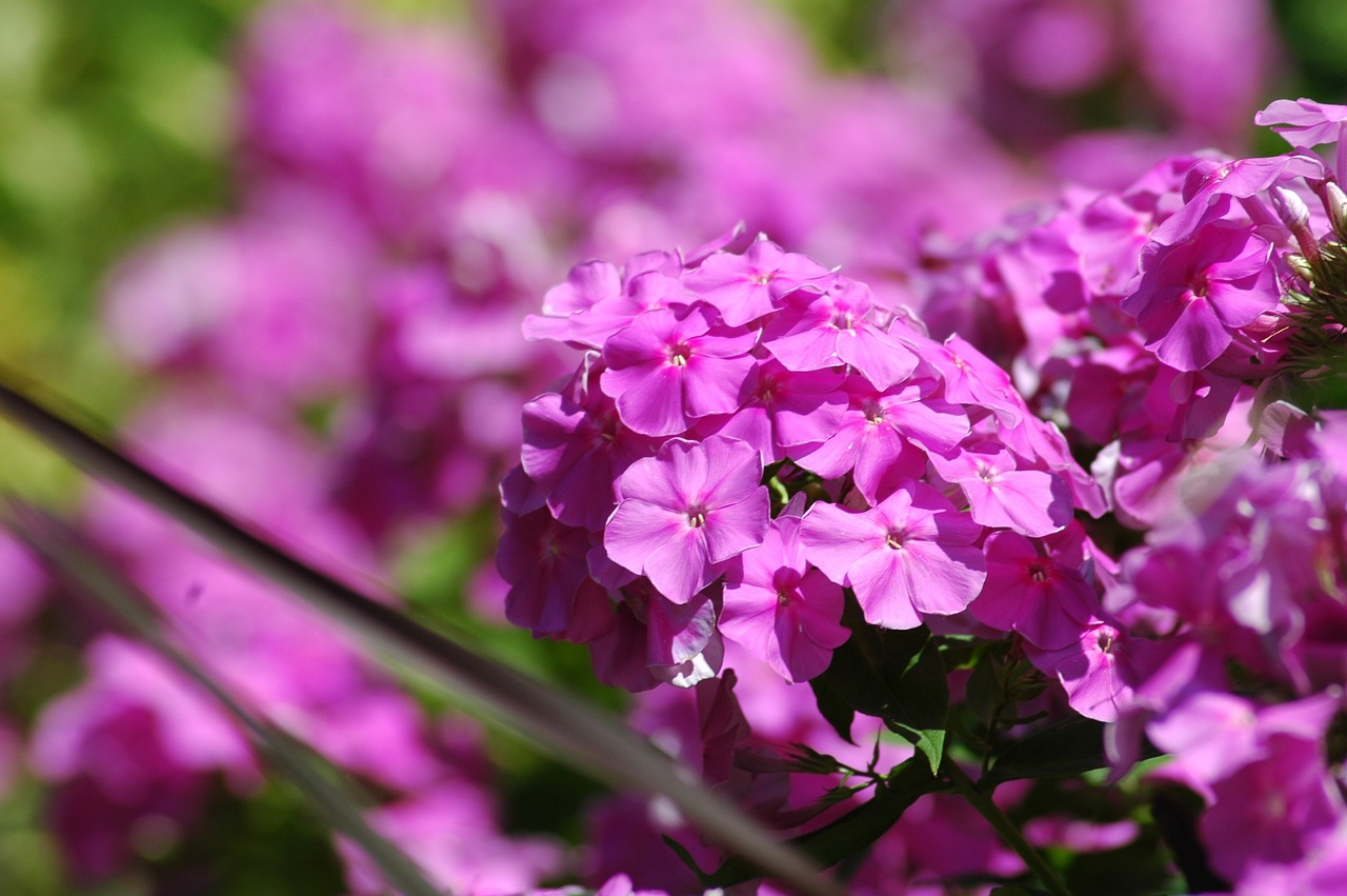 Gėlė,  Pobūdį,  Floros,  Sodas,  Žydi,  Žiedlapis,  Vilnų Kuokštelis, Nemokamos Nuotraukos,  Nemokama Licenzija