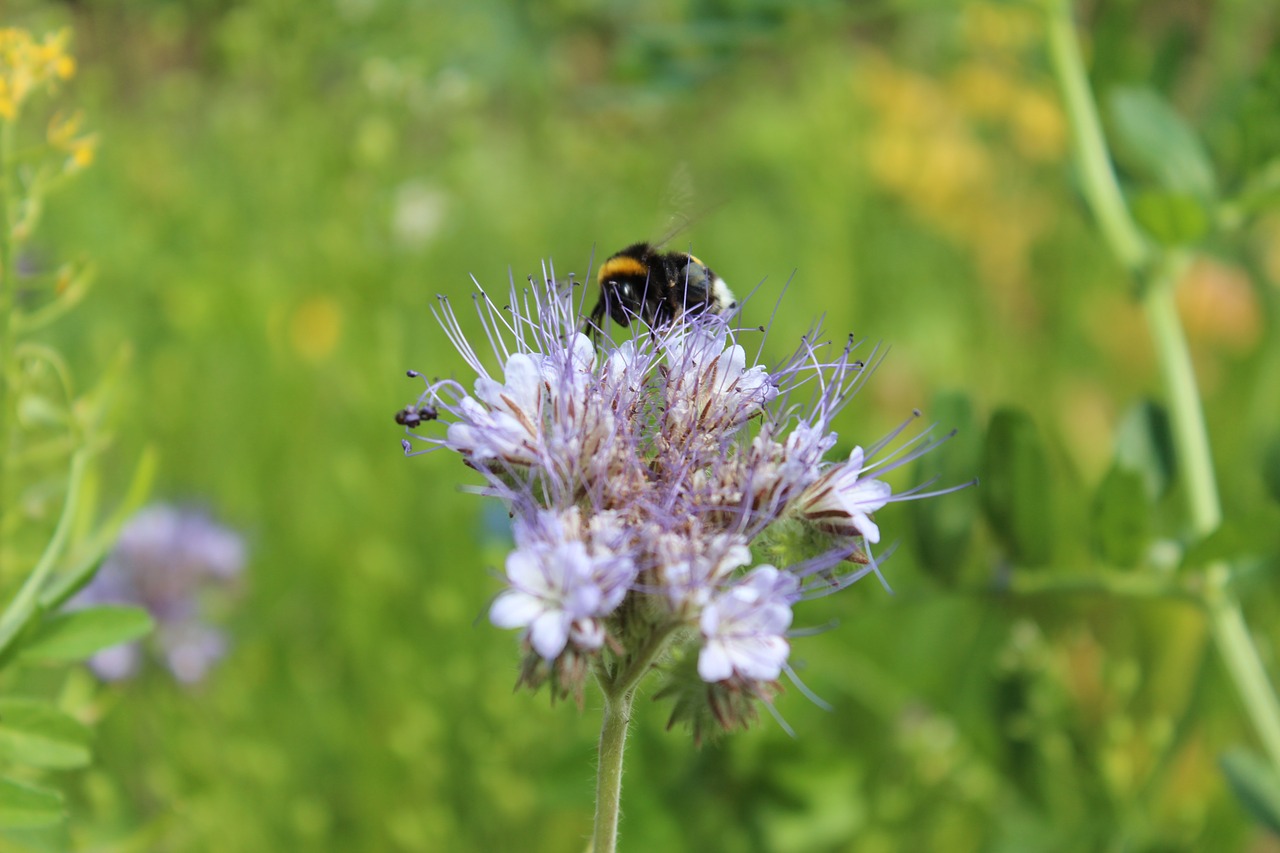 Gėlė,  Augalų,  Sodas,  Hummel,  Bitė, Nemokamos Nuotraukos,  Nemokama Licenzija