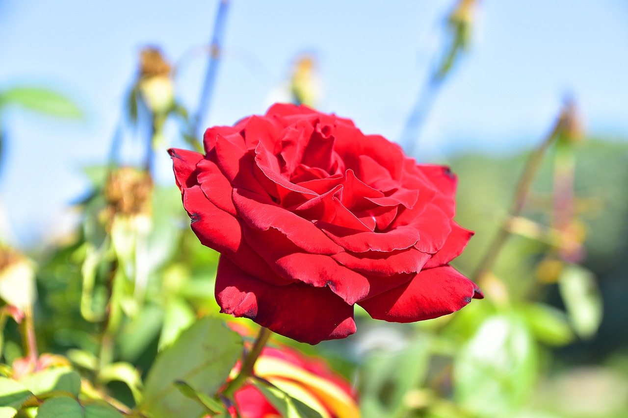 Gėlė,  Sodas,  Žiedlapiai,  Floros,  Gėlės,  Vainiklapis, Nemokamos Nuotraukos,  Nemokama Licenzija