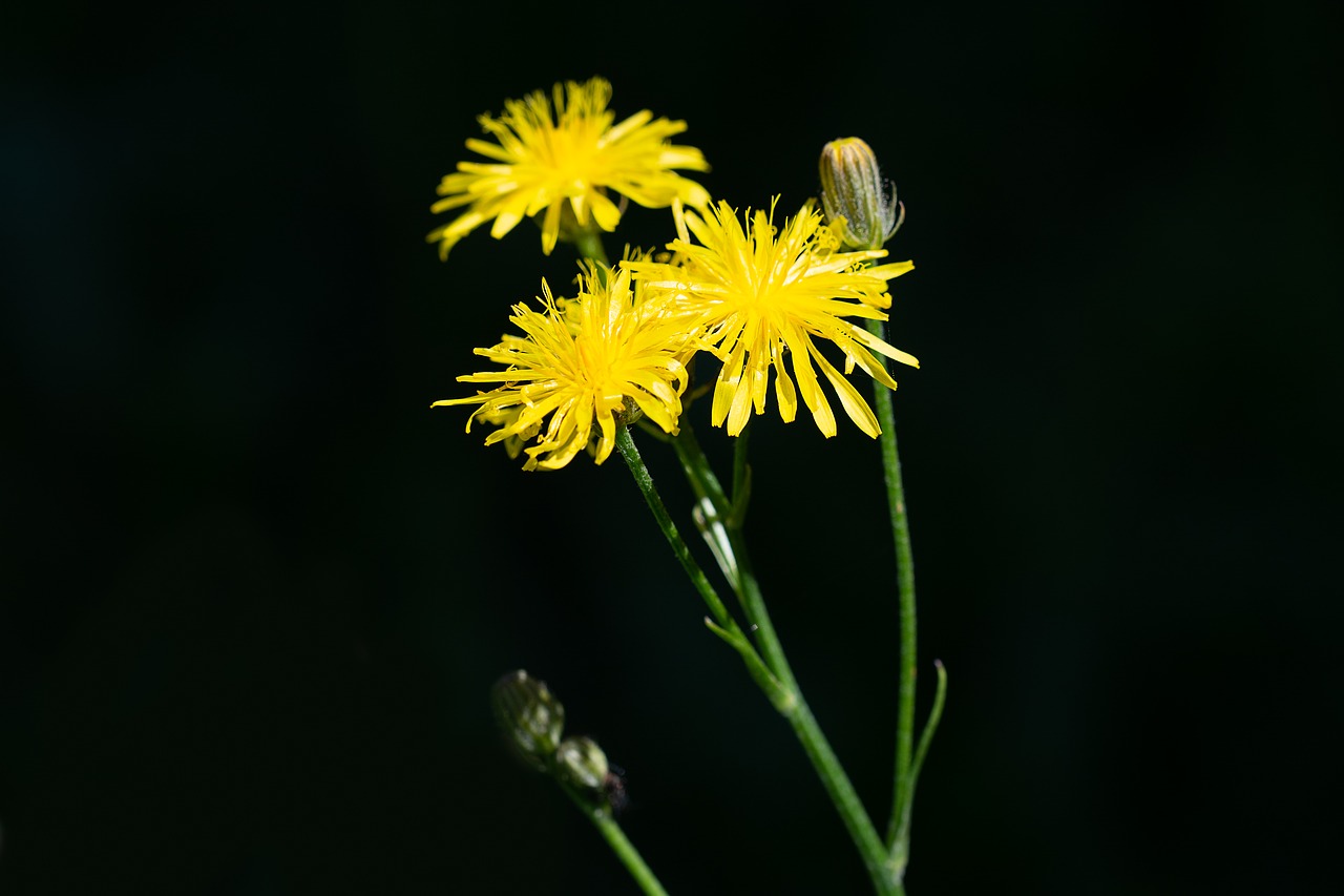 Gėlė,  Geltona,  Gėlės,  Geltonos Gėlės,  Geltona Gėlė,  Smailu Gėlių,  Geltona Pieva Gėlė,  Vasara,  Pobūdį,  Floros