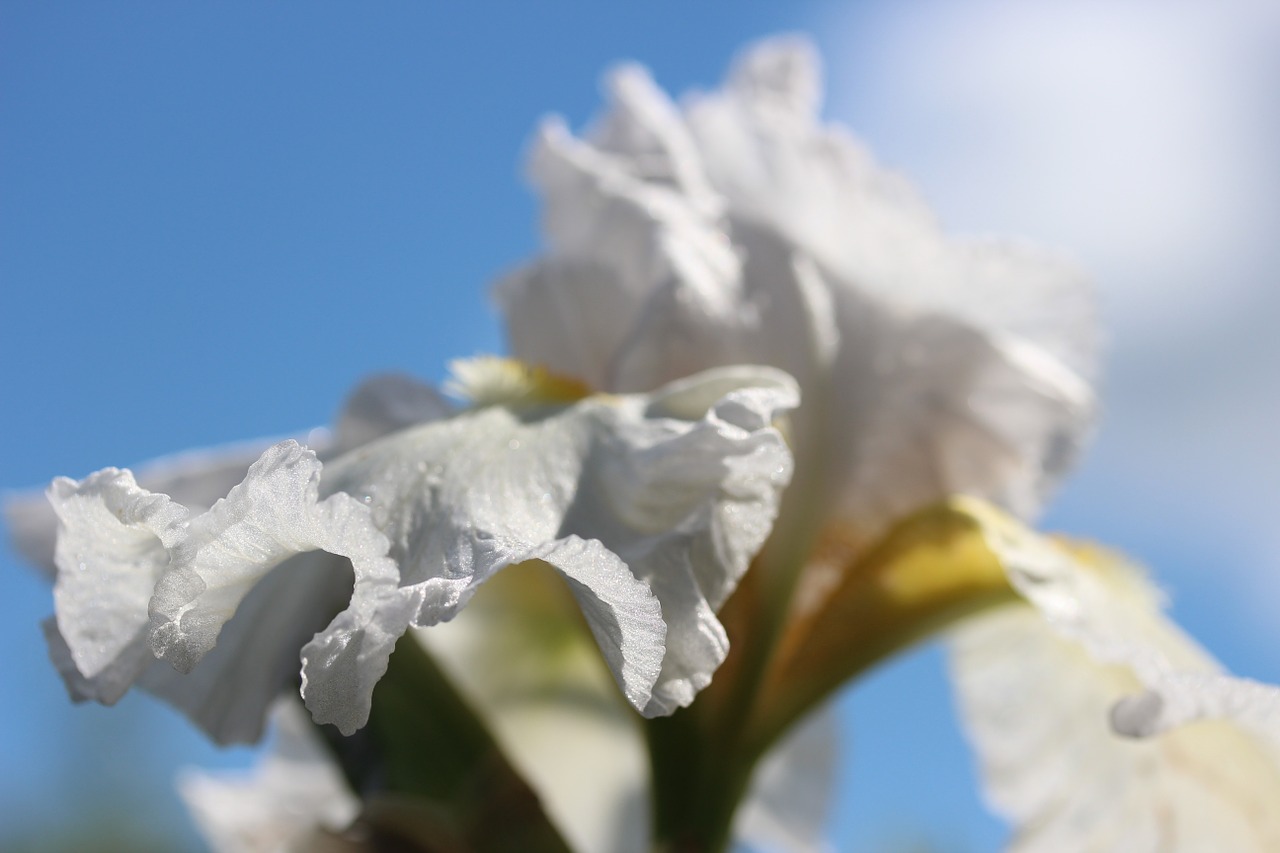 Žiedas, Žydėti, Balta Ore Gėlė, Augalas, Gėlė, Baltas Žiedas, Makro, Gėlė Balta, Dekoratyvinis Augalas, Flora