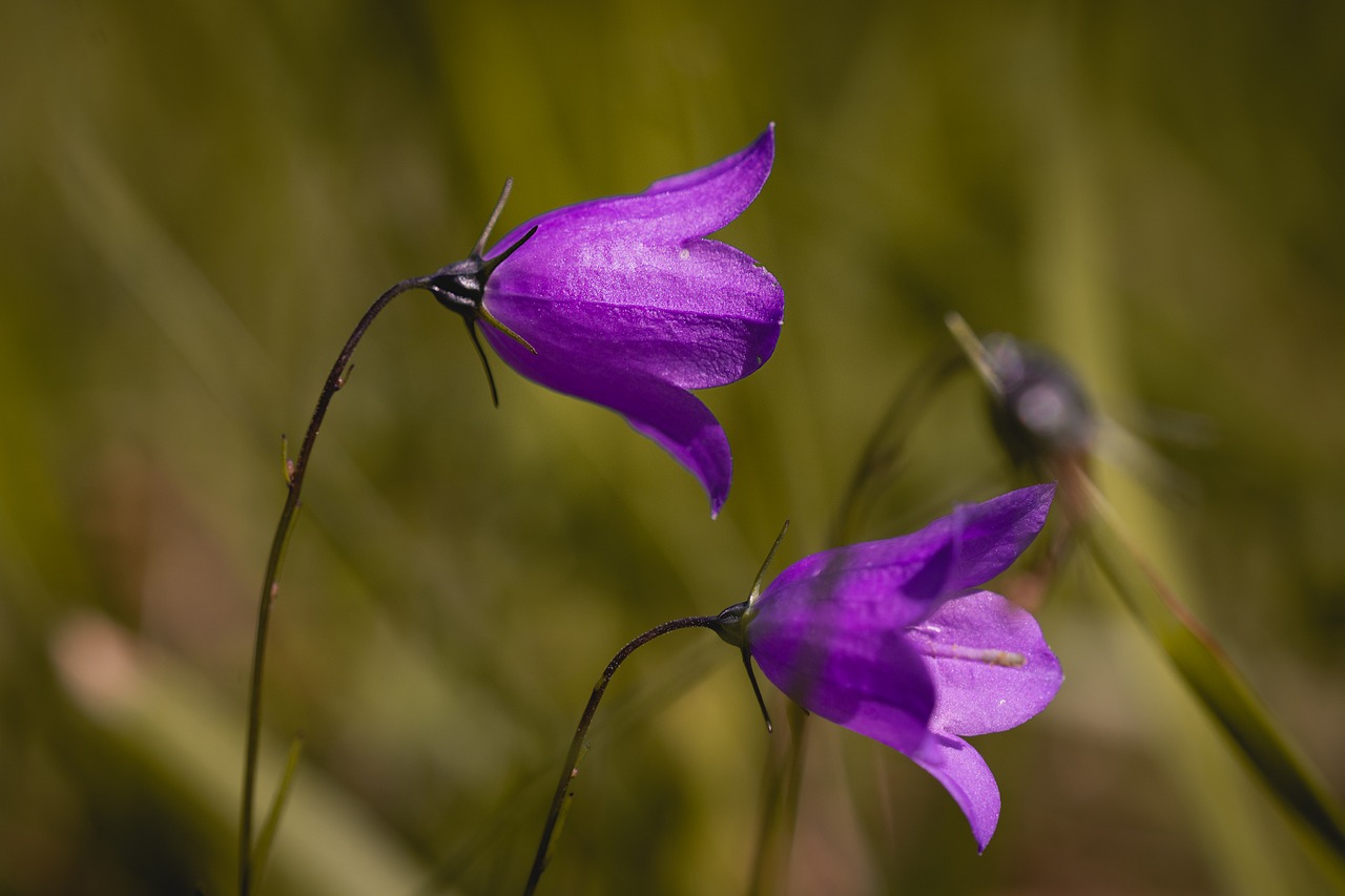 Gėlė,  Violetinė,  Violetinė Gėlė,  Smailu Gėlių,  Žiedas,  Žydi,  Pobūdį,  Augalų,  Laukinių Gėlių,  Vasara