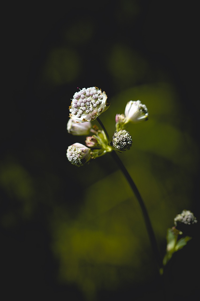 Gėlė,  Žiedas,  Žydi,  Miško Gėlė,  Žydi,  Floros,  Pobūdį,  Iš Arti, Nemokamos Nuotraukos,  Nemokama Licenzija