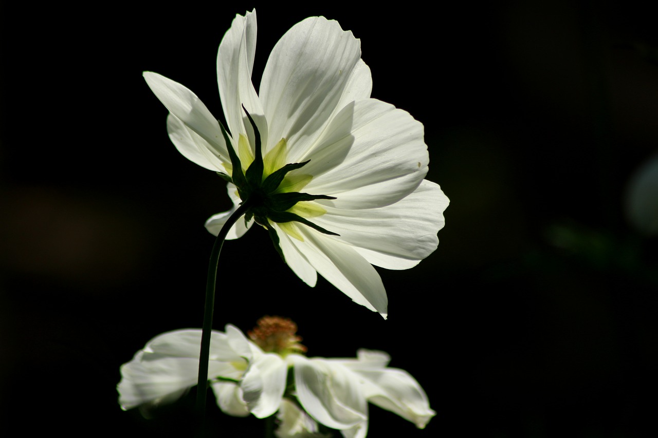 Gėlė,  Baltos Spalvos,  Augalų,  Žiedas,  Žydi,  Pobūdį,  Vasara,  Floros,  Žydi,  Botanika