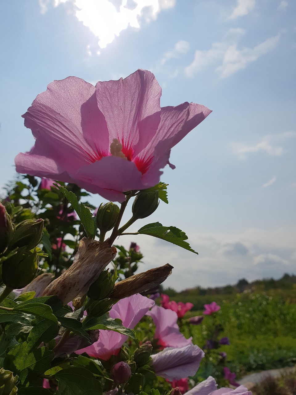 Gėlė,  Violetinė,  Dangus,  Žiedas, Nemokamos Nuotraukos,  Nemokama Licenzija