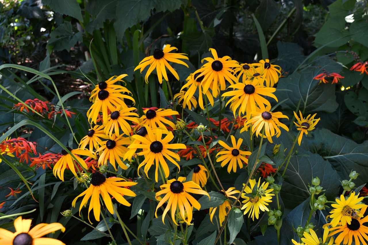 Gėlė,  Geltona,  Augalai,  Žiedlapiai,  Juodos Spalvos,  Sodas,  Žiedlapis,  Rudbeckia, Nemokamos Nuotraukos,  Nemokama Licenzija