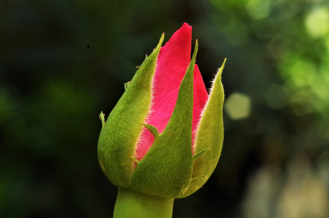 Gėlė,  Rosa,  Išaugo,  Rožės Pumpuras, Nemokamos Nuotraukos,  Nemokama Licenzija