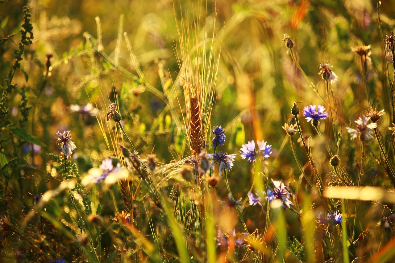 Gėlė,  Vasara,  Laukas,  Meadow,  Rugiagėlių,  Miežiai,  Vikių,  Žiedas,  Žydi,  Pobūdį