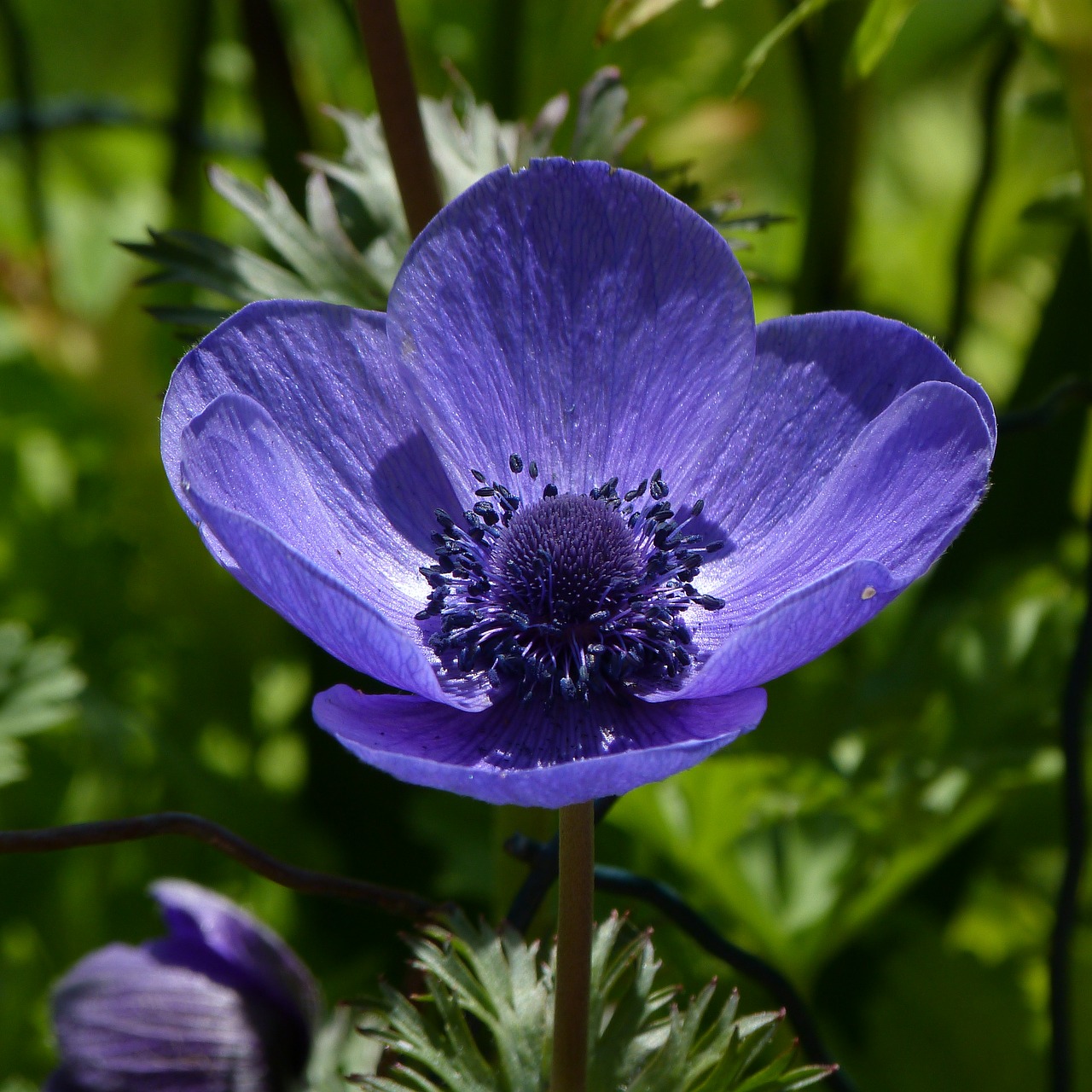 Gėlė,  Violetinė,  Žalias,  Kuokelis,  Sodas,  Pobūdį,  Vasara,  Meilė,  Žolė,  Augimas