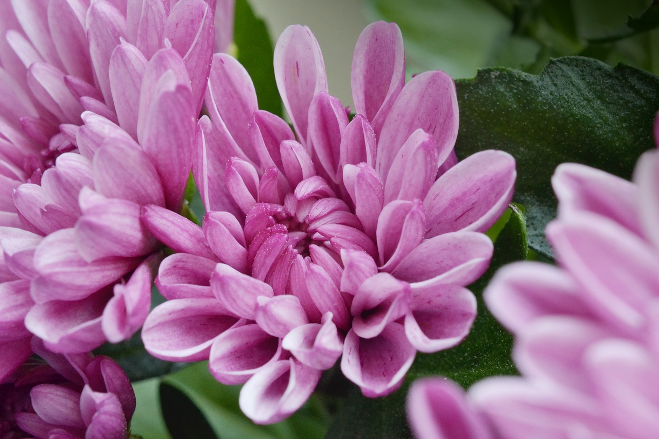 Gėlė,  Chrysanthemum,  Rožinis,  Floros,  Žydėjimo,  Gėlės,  Žydi,  Makro,  Pobūdį,  Ruduo