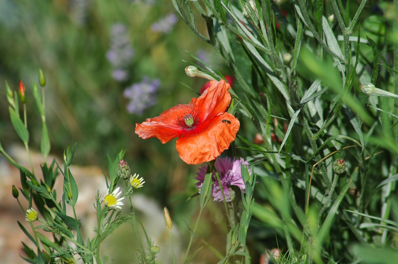 Gėlė,  Pobūdį,  Floros,  Vasara,  Lapų,  Sezonas,  Žolė,  Coquelicot, Nemokamos Nuotraukos,  Nemokama Licenzija