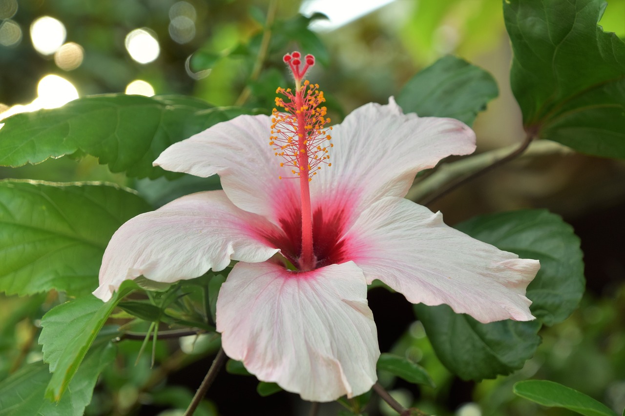 Gėlė,  Pobūdį,  Augalai,  Sodas,  Žiedlapiai,  Hibiscus, Nemokamos Nuotraukos,  Nemokama Licenzija