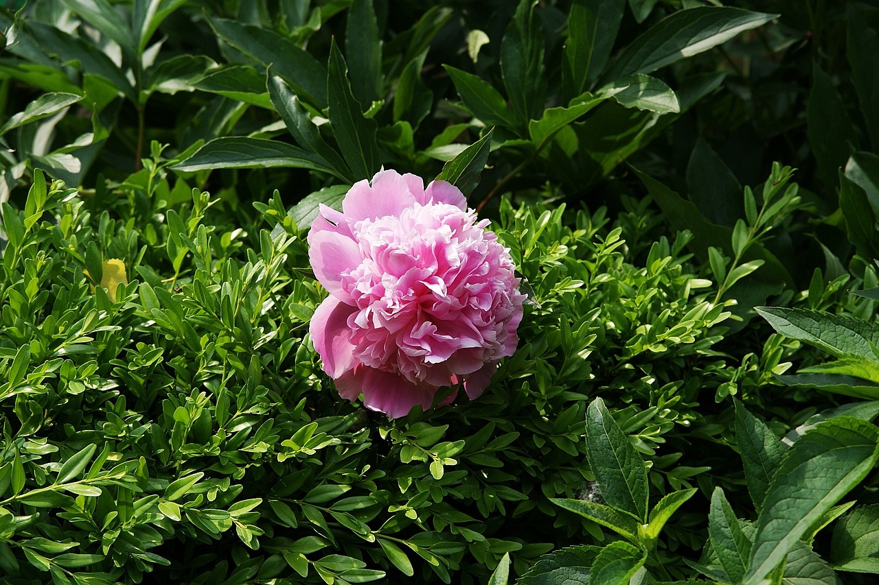 Gėlė, Sodas, Gėlės, Grožis, Makro, Gamta, Flora, Žydi, Augalas, Nemokamos Nuotraukos