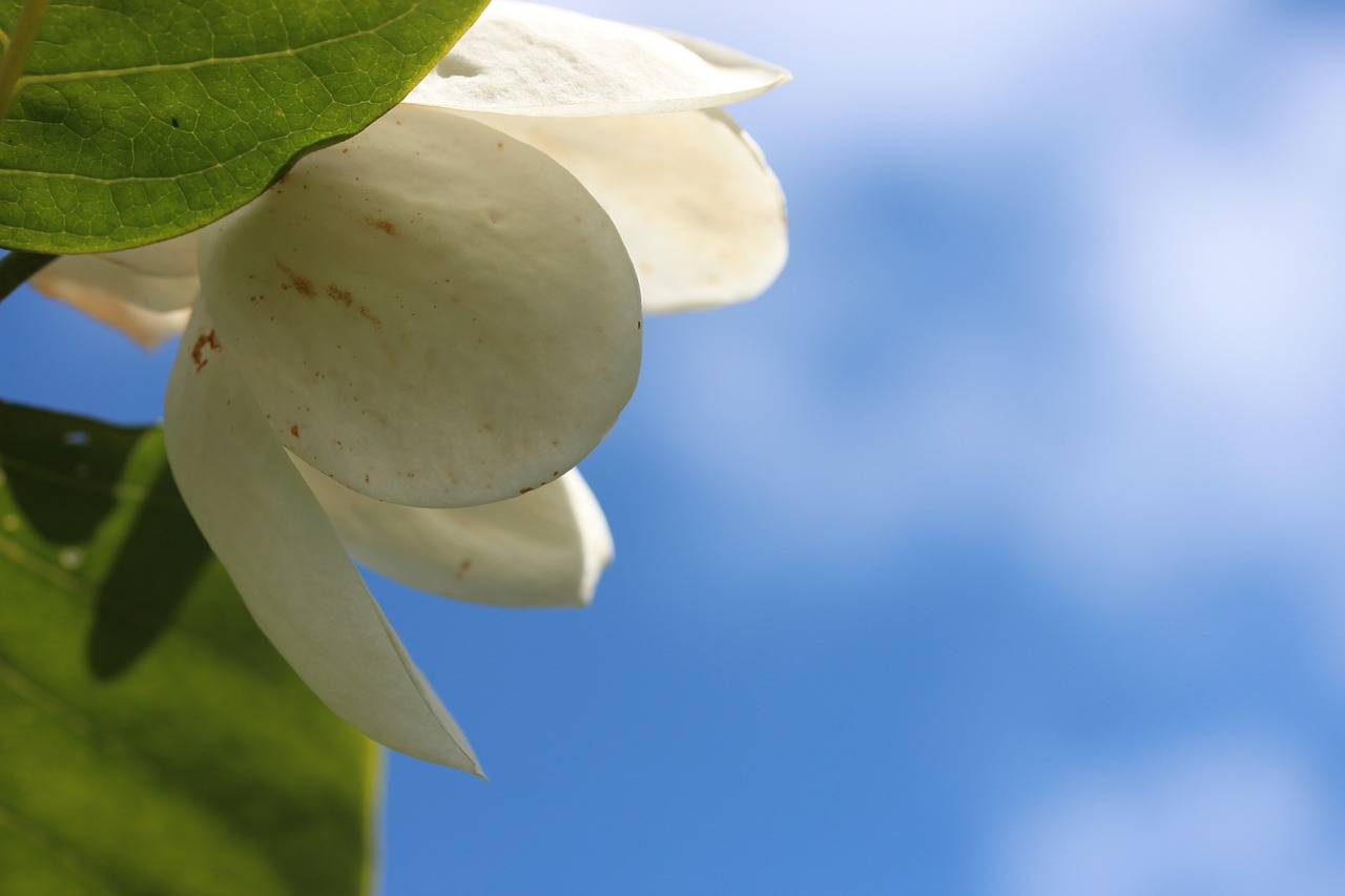 Gėlė, Sommermagnolie, Balta, Makro, Magnolija, Dangus, Nemokamos Nuotraukos,  Nemokama Licenzija