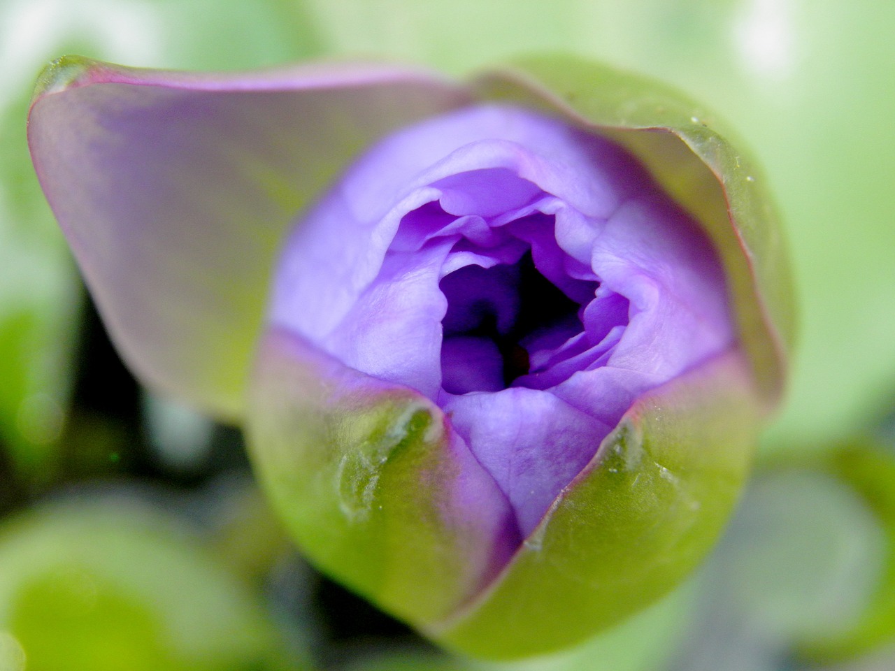 Gėlė,  Azijoje,  Augalai,  Pobūdį,  Gėlės,  Atsipalaidavimas,  Botanika,  Violetinė,  Violetinė,  Vandens Lelija