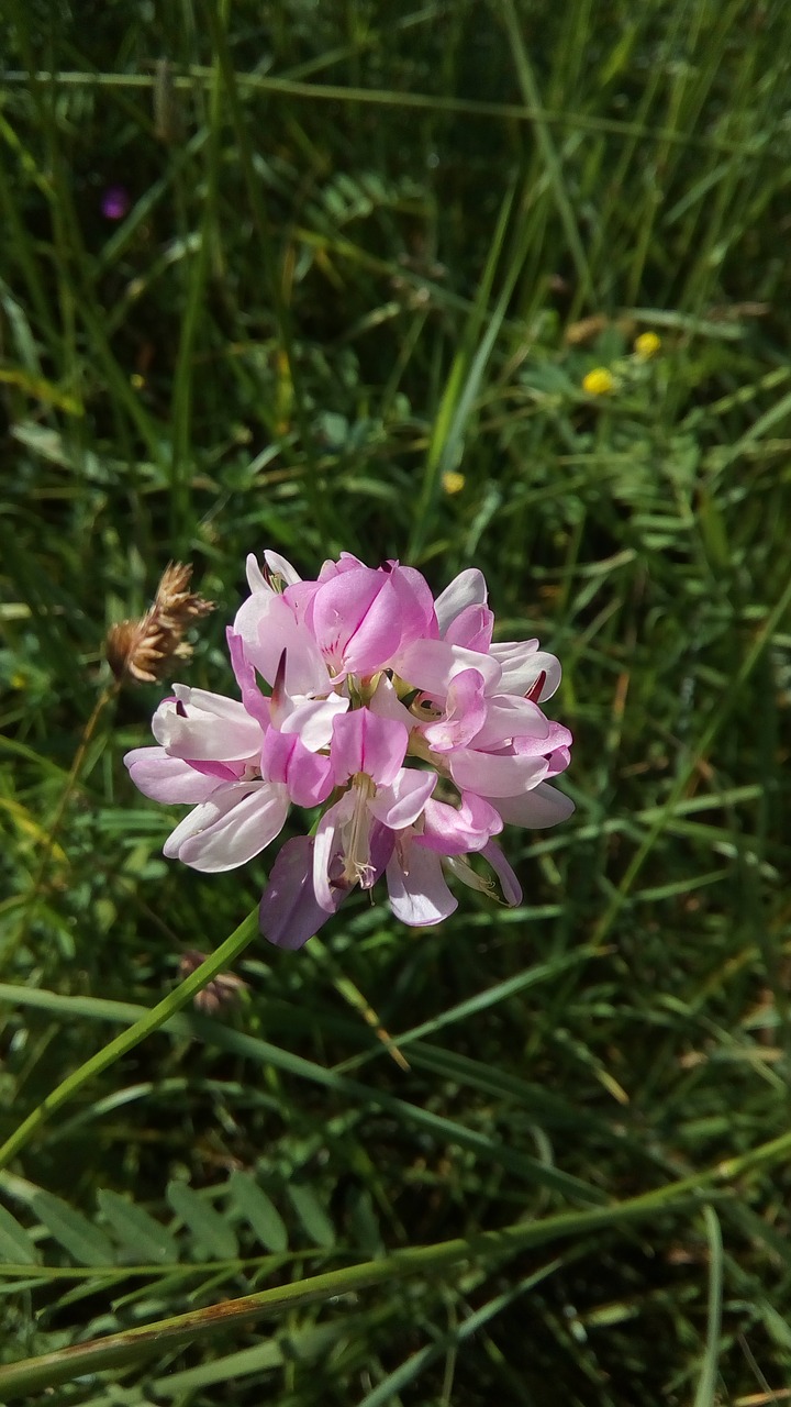 Gėlė,  Violetinė,  Rožinis,  Žalias,  Žolė,  Pobūdį,  Iš Anksto,  Laukai,  Augalų,  Prerijų