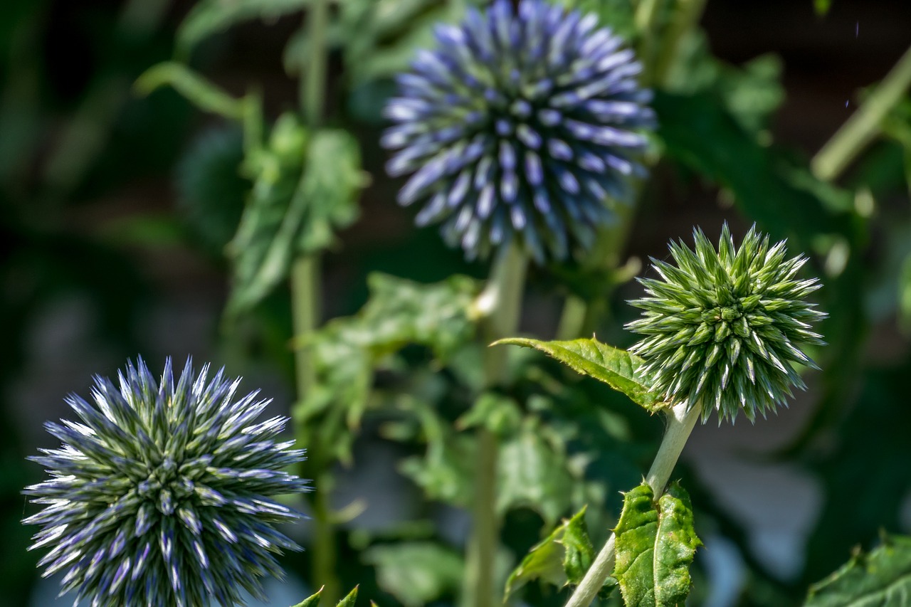 Gėlė,  Violetinė,  Žygiai,  Augalų,  Sodas,  Floros,  Žiedas,  Žydi,  Vasara,  Gražus