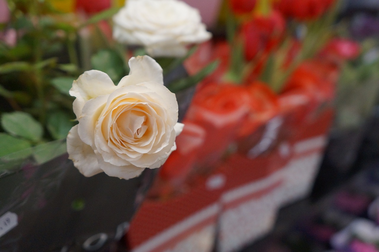 Gėlė,  Rosa,  Balta Rožė,  Pobūdį,  Romantiškas,  Augalų,  Meilės Istorija,  Gėlių,  Vasara,  Grožio