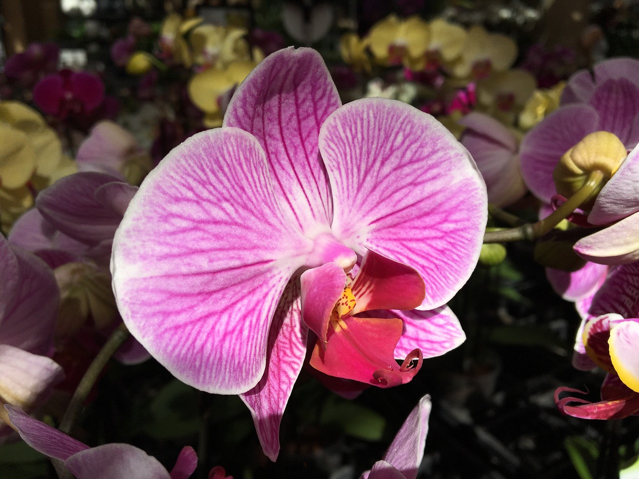 Gėlė,  Žiedas,  Žydi,  Orchidėjų,  Phalaenopsis,  Rožinis, Nemokamos Nuotraukos,  Nemokama Licenzija