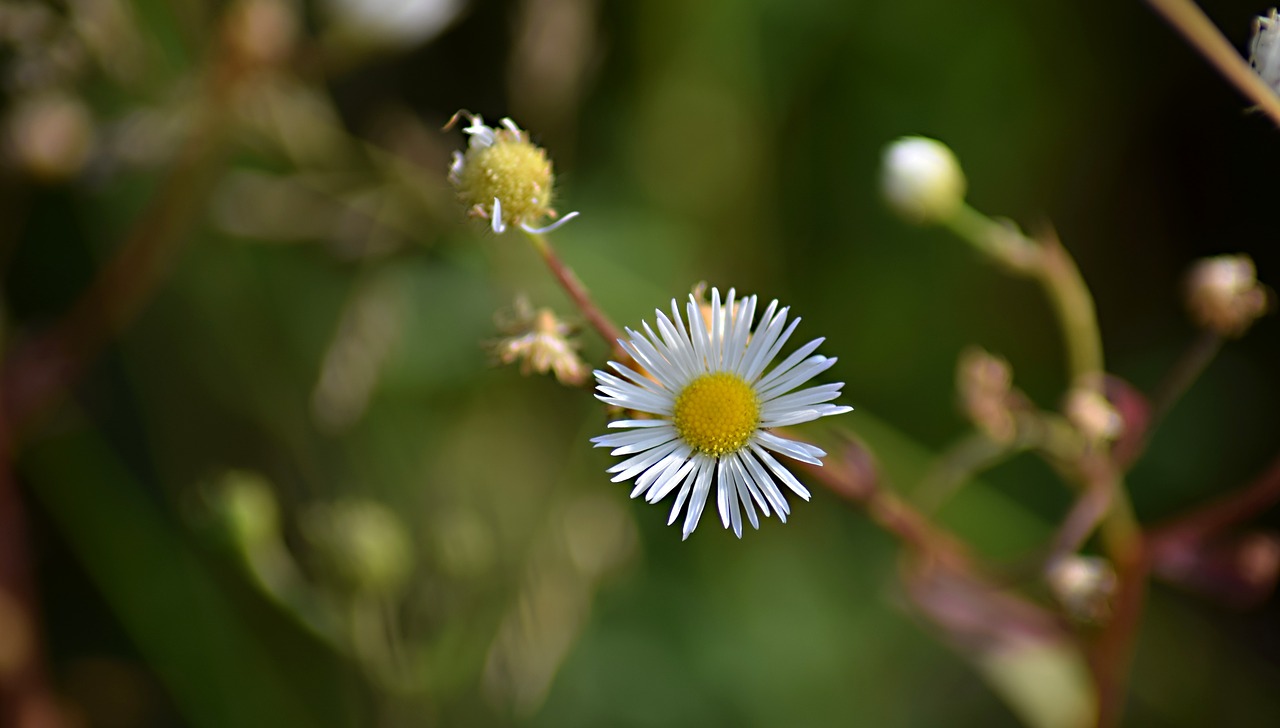 Gėlė,  Srityje Žydi,  Meadow,  Augalų,  Gamta, Nemokamos Nuotraukos,  Nemokama Licenzija