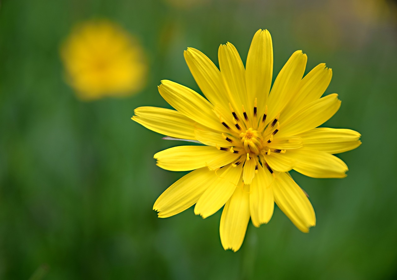 Gėlė,  Srityje Žydi,  Meadow,  Geltona,  Augalų,  Gamta, Nemokamos Nuotraukos,  Nemokama Licenzija