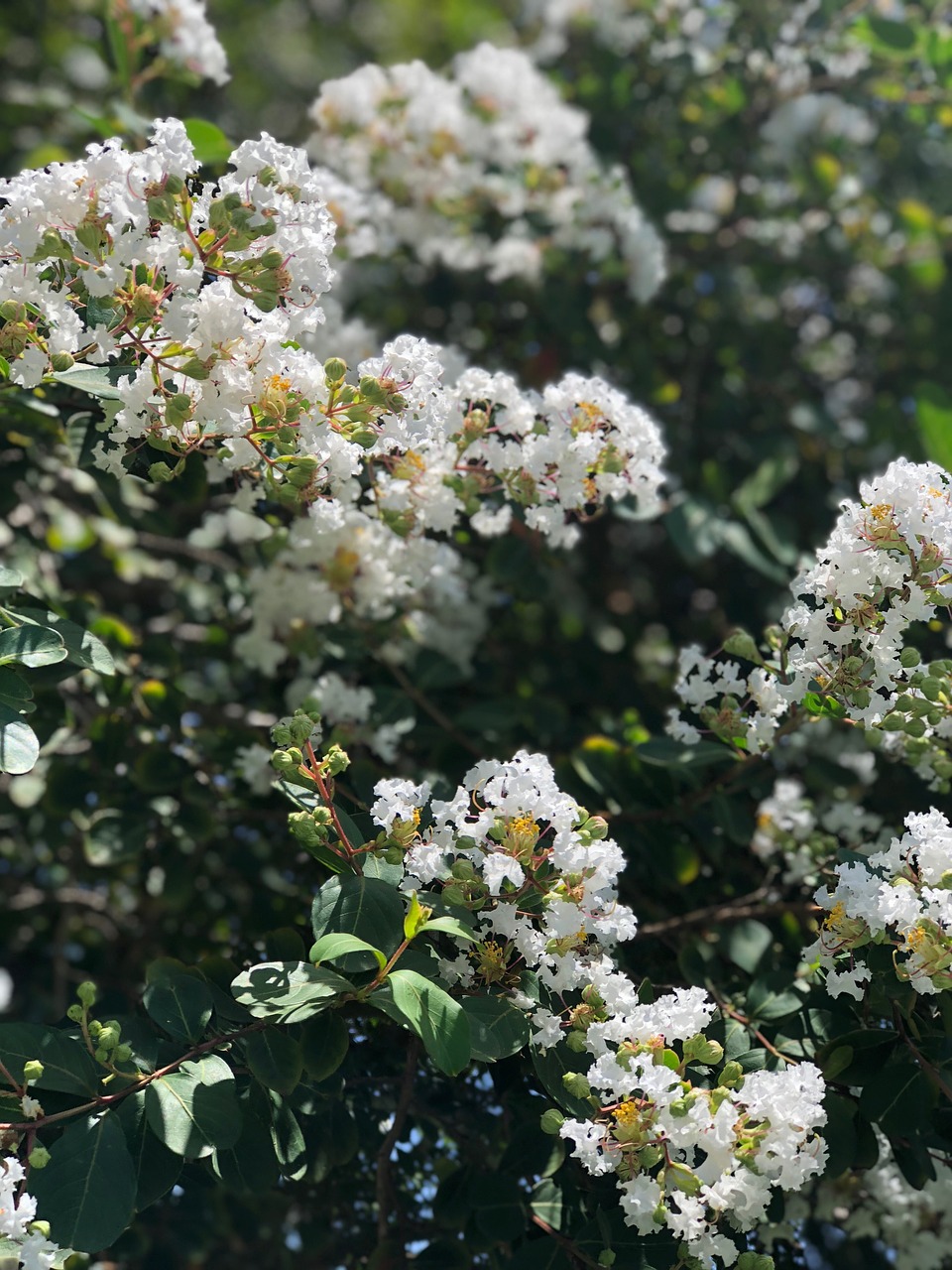 Gėlė,  Floros,  Pobūdį,  Žydi,  Krūmas,  Sodas,  Sezonas, Nemokamos Nuotraukos,  Nemokama Licenzija