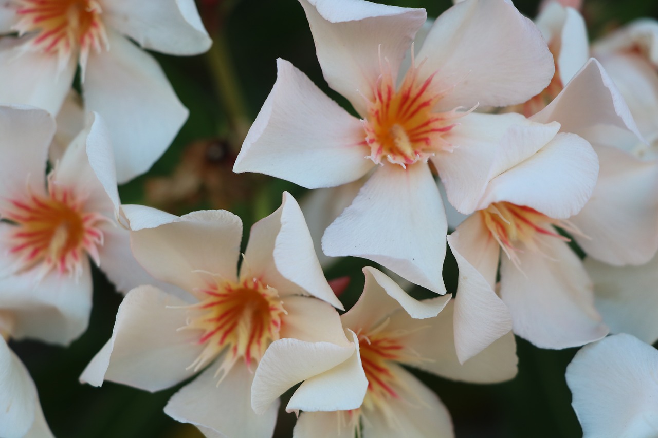 Gėlė,  Pobūdį,  Floros,  Augalų,  Miškas,  Vainiklapis, Nemokamos Nuotraukos,  Nemokama Licenzija