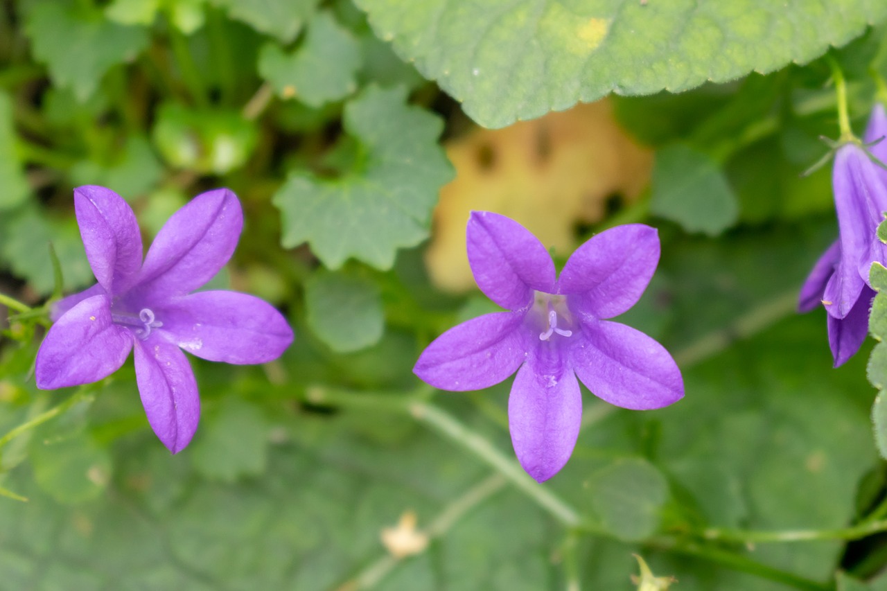 Gėlė,  Pobūdį,  Sodas,  Žydi,  Žiedas,  Augalų,  Vasara,  Pavasaris,  Floros,  Žiedlapiai