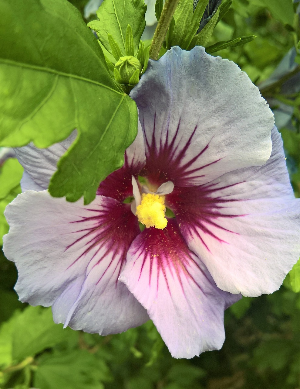 Gėlė,  Hibiscus,  Zefyras,  Sodo Hibiscus,  Dekoratyvinių Krūmų,  Vieno Žydi,  Žiedlapiai,  Baltos Spalvos,  Rožinis,  Raudona