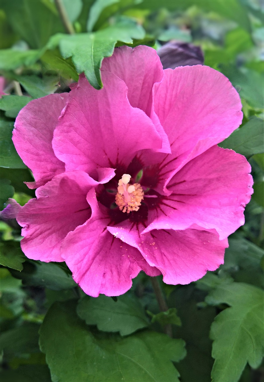 Gėlė,  Hibiscus,  Zefyras,  Sodo Hibiscus,  Dekoratyvinių Krūmų,  Vieno Žydi,  Žiedlapiai,  Rožinis,  Raudona,  Įmonių Žiedadulkių Vamzdžiai