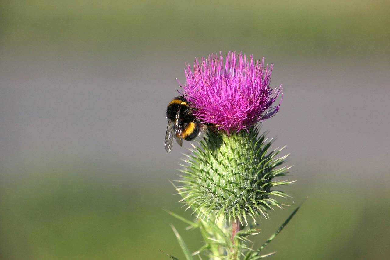 Gėlė,  Hummel,  Žiedas,  Žydi,  Iš Arti,  Rožinis,  Vasara,  Augalų,  Sodas, Nemokamos Nuotraukos