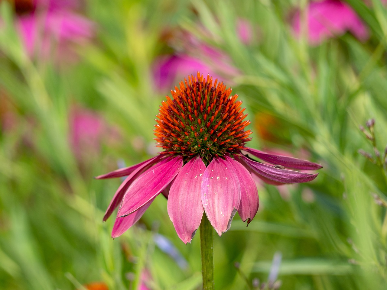 Gėlė,  Echinacea Purpurea,  Raudona Gėlė, Nemokamos Nuotraukos,  Nemokama Licenzija