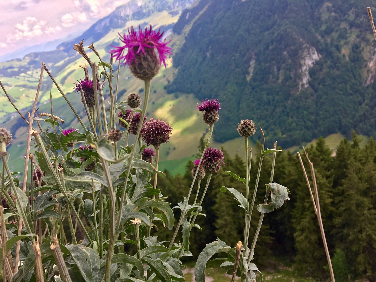 Gėlė,  Pobūdį,  Vasara,  Augalų,  Dangus,  Laukas,  Kraštovaizdis,  Aescher,  Appenzell,  Appenzellerland