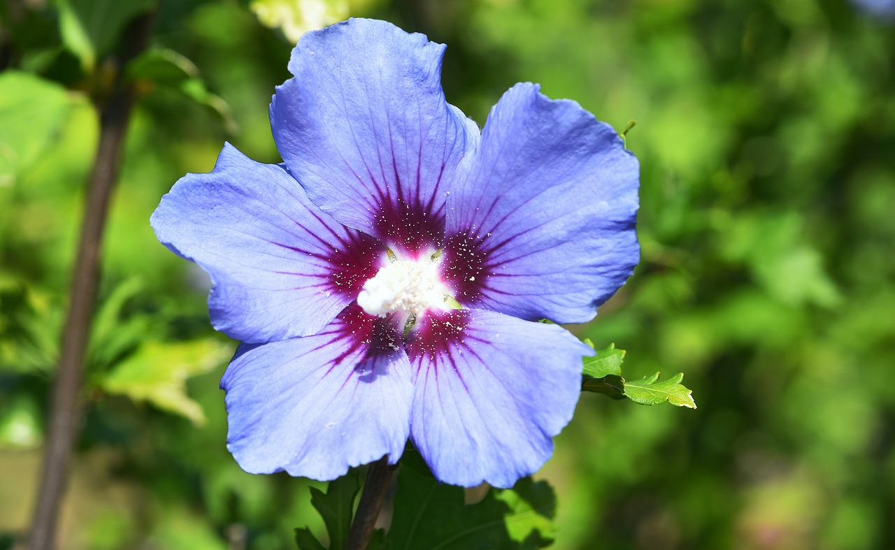 Gėlė,  Sodas,  Mėlyna,  Šviesus,  Žiedlapiai,  Žiedadulkės,  Hibiscus, Nemokamos Nuotraukos,  Nemokama Licenzija