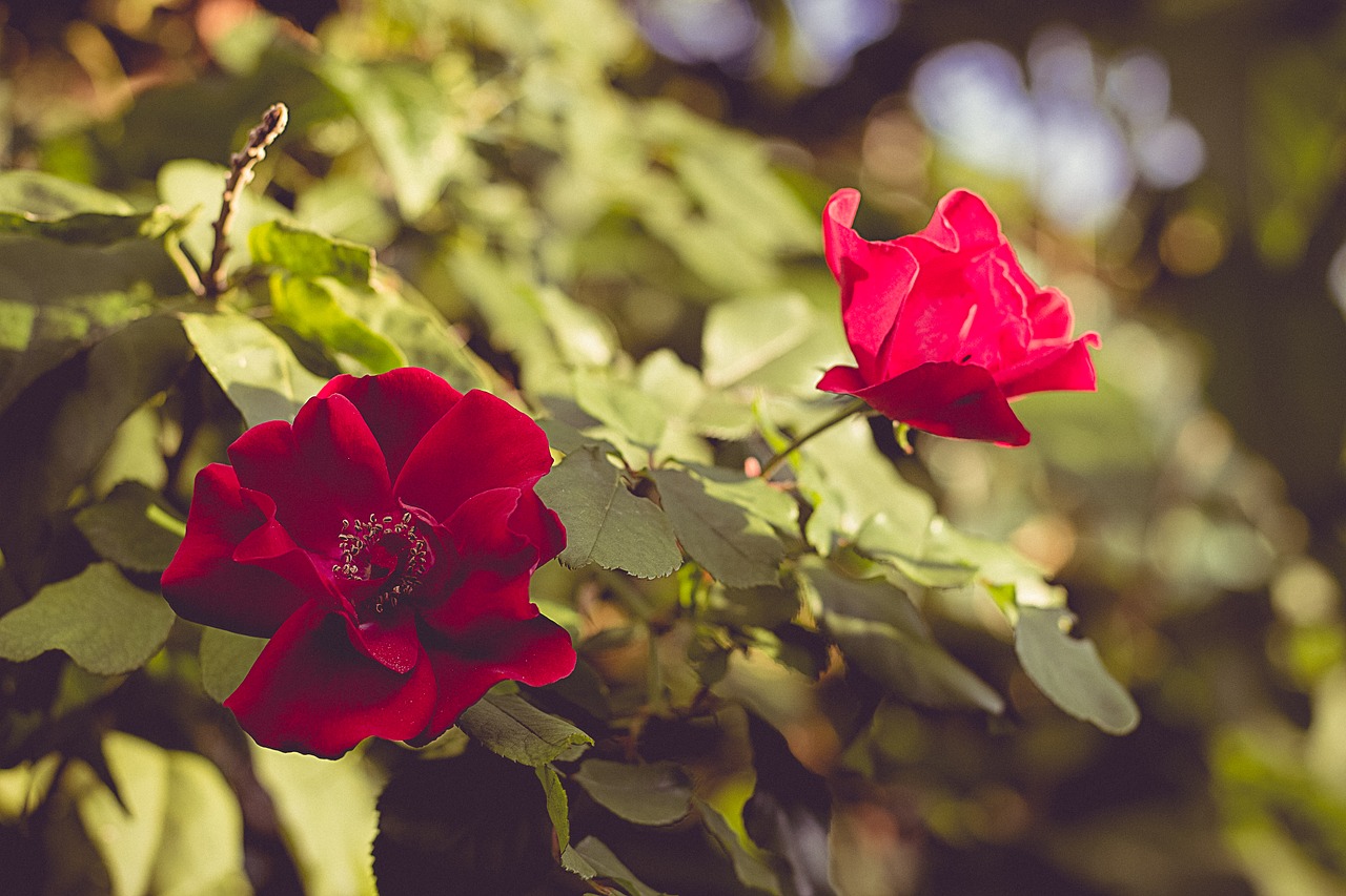 Gėlė,  Raudonos Rožės,  Raudonas, Nemokamos Nuotraukos,  Nemokama Licenzija