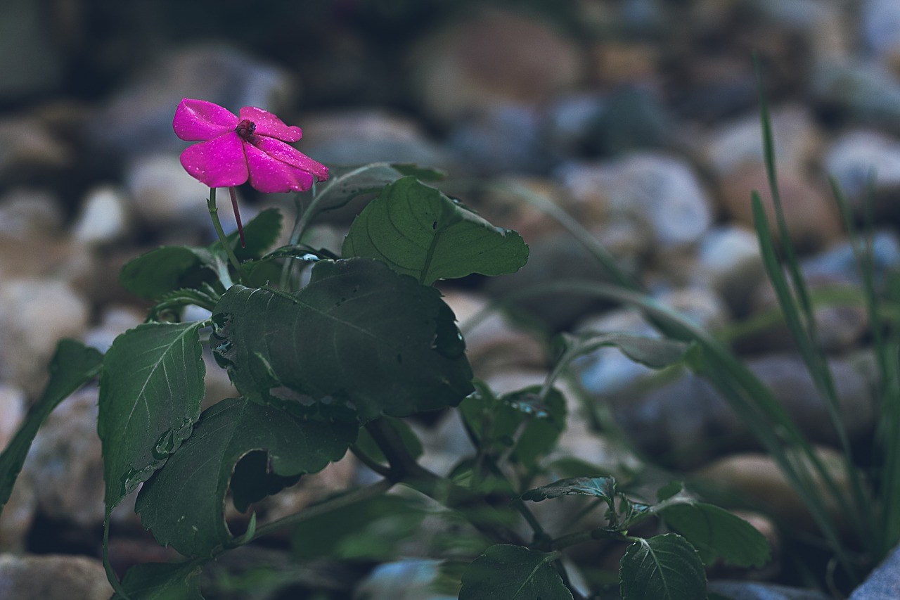 Gėlė,  Tamsiai,  Rosa, Nemokamos Nuotraukos,  Nemokama Licenzija