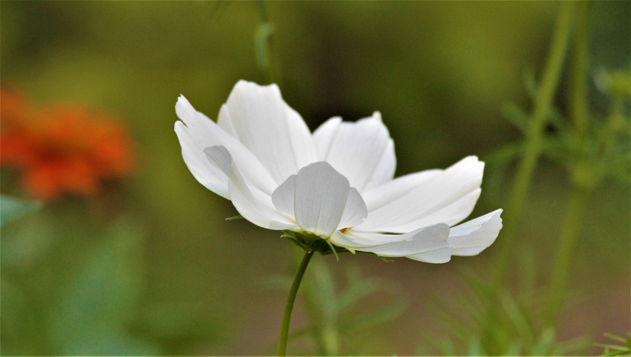 Gėlė,  Anemone,  Baltos Spalvos,  Pobūdį,  Žiedlapiai,  Pavasaris, Nemokamos Nuotraukos,  Nemokama Licenzija