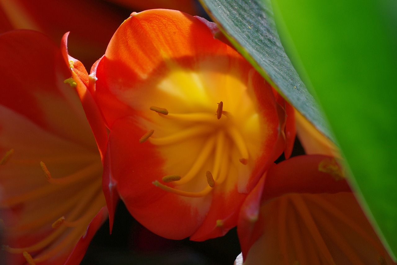 Žiedas, Žydėti, Raudona, Augalas, Makro, Gėlė, Gamta, Žydėti, Uždaryti, Pistil